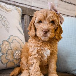 Australian Labradoodle Puppies from Foothills Doodles