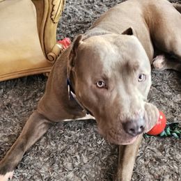 Boy-Copper - Blue fawn American Bully puppy in Conroe, Texas from Titanium Kilo Kennels