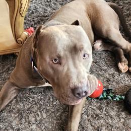 Boy-Copper - Blue fawn American Bully puppy in Conroe, Texas from Titanium Kilo Kennels