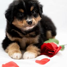 Schroeder - Black tri male Miniature American Shepherd puppy in Groesbeck, Texas from Empire Miniature American Shepherds