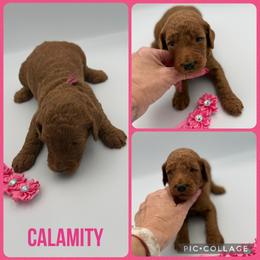 Calamity - Red  female Poodle puppy in Mount Vernon, Illinois from AMC Poodles