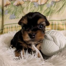 Paige - Black and tan female Yorkshire Terrier puppy in Gatesville, Texas from KontryKritterz Yorkies