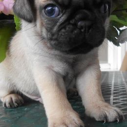 Pugs from Pugs in the Country