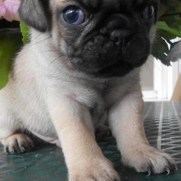 Pugs from Pugs in the Country
