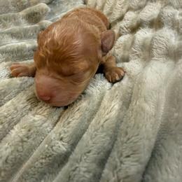 Delilah - Apricot female Poodle puppy in Azle, Texas from Texas Kissed K9s