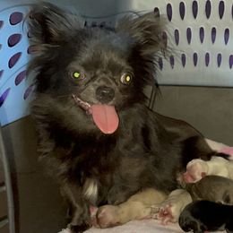 Moji - Chihuahua