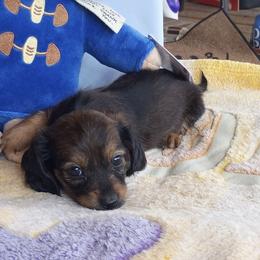 ZOEY - Black and tan female Dachshund puppy in Elizabethtown, Kentucky from Teeny Tiny Puppy Tails