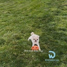 1 - White male Pug puppy in Cleveland, Ohio from Whimsical White Pugs - Quality Comes First