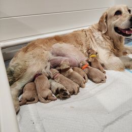 Golden Retriever Puppies from Golden Ratio Retrievers