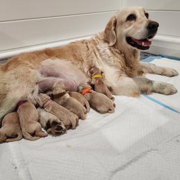Golden Retriever Puppies from Golden Ratio Retrievers
