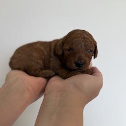 Goldendoodle Puppies from Luna & Willow Goldendoodle Paws 🐾