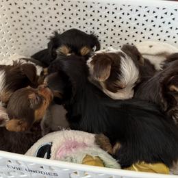 Yorkshire Terrier puppies from pupstatenewyorkies