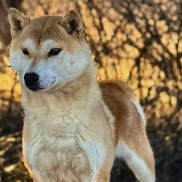 Brooke - Shiba Inu