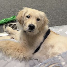 Golden Retriever Puppies from OPK Goldens
