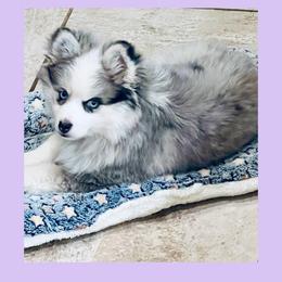 Icey - Pomsky