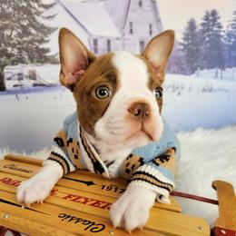 Boston Terrier Puppies from Our Gang Bostons
