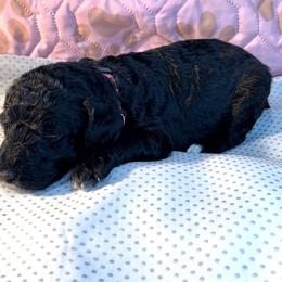 French Bulldog and Poodle Puppies from Dallas Paw Connect
