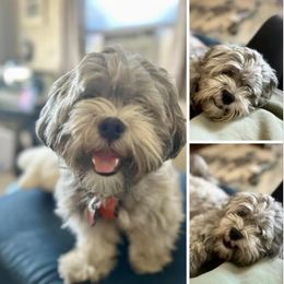 Shihpoo and Shih Tzu Puppies from Lilli’s Shih tzus and Shih poos