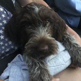 Wirehaired Pointing Griffon Puppies from Lost Creek Griffons