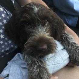 Wirehaired Pointing Griffon Puppies from Lost Creek Griffons