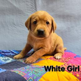Girl 1 - Yellow female Labrador Retriever puppy in Potosi, Wisconsin from Point and Flush Gun Dogs