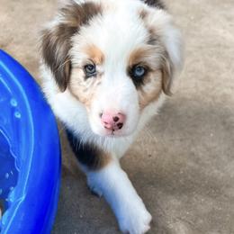 Australian Shepherd Puppies from Southern Comfort Aussies