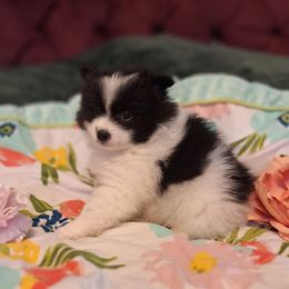 Charles - Black parti male Pomeranian puppy in Tampa, Florida from Diana's Pomeranians
