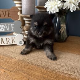 Girl 1 - Black and tan female Pomeranian puppy in Minooka, Illinois from Sheree’s Pomeranians