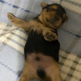 Baby boy - Black and gold male Yorkshire Terrier puppy in Rock Hill, South Carolina from Teddy Bear Yorkies