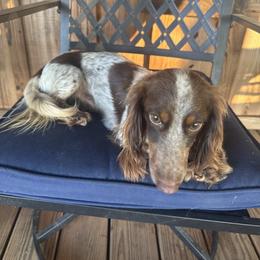 Jupe - Dachshund