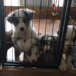Australian Shepherd Puppies from Copeland's Kennels