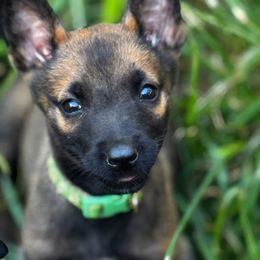 Gin - Fawn sable male Belgian Malinois puppy in Greenville, South Carolina from Vuurhart Herders