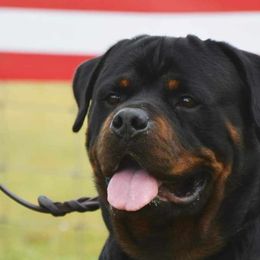 Rottweilers from Hicks Farms Rottweilers