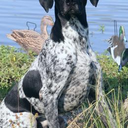 Mojo - German Shorthaired Pointer