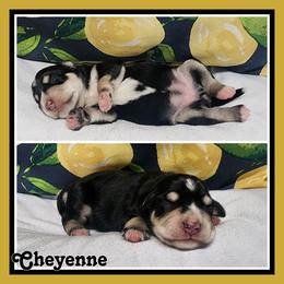 Cheyenne - Black and silver female Miniature Schnauzer puppy in Lebanon, Missouri from Cedar Glades Canines