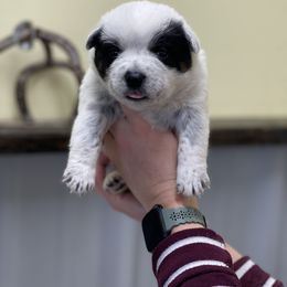 Boy 2 - Australian Cattle Dog puppy in Osceola, Iowa from 4C Cattle Dogs