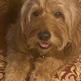 Goldendoodles from Lucas the Red F1 Mini Goldendoodle