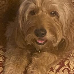 Goldendoodles from Lucas the Red F1 Mini Goldendoodle