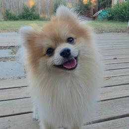 Michis - Pomeranian