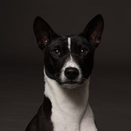 Basenjis from Haus Annandael Basenjis