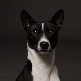 Basenjis from Haus Annandael Basenjis