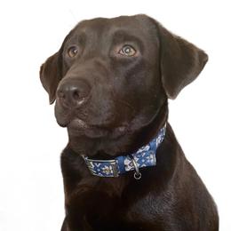 Java - Labrador Retriever
