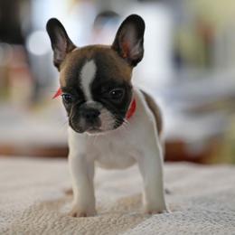 Red Collar - White and fawn male French Bulldog puppy in Wichita, Kansas from Phantasticus French Bulldogs