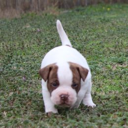 American Bulldog Puppies from Rogue Native Bulldogs