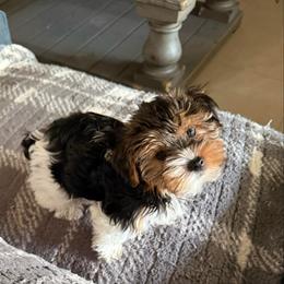 Black and White - Parti female Yorkshire Terrier puppy in North Las Vegas, Nevada from KD's Yorkshire Terriers