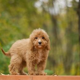 Blizzard - Red male Cavapoo puppy in Deming, Washington from Heavenly Puppies to Love