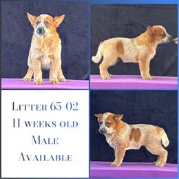 L65-02 - Red speckled male Australian Cattle Dog puppy in Sheridan, Oregon from 6pk Cattledogs