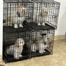 Shih Tzu Puppies from Prescious Shih Tzu’s
