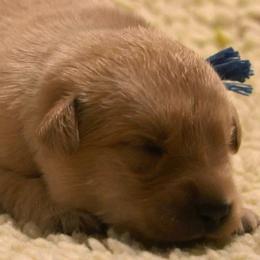 Boy 4 - male Working Dog Cross puppy in Ball Ground, Georgia from Coswald's