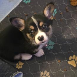 Sylveon - Black and tan female Pembroke Welsh Corgi puppy in Canton, Texas from P2 Corgis | P-Squared Homestead